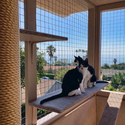 cats on a patio