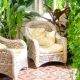 10 Plants to Give Your Patio a Greenery Boost in SE Qld